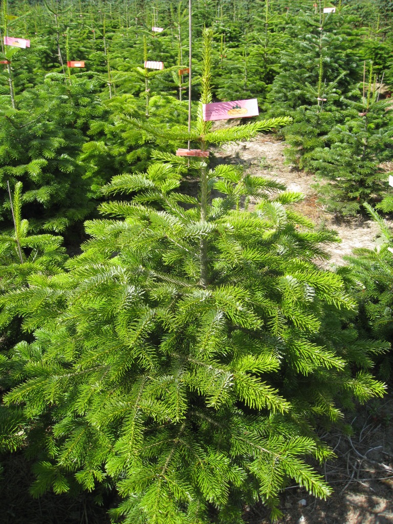 Пихта нордманская Премиум